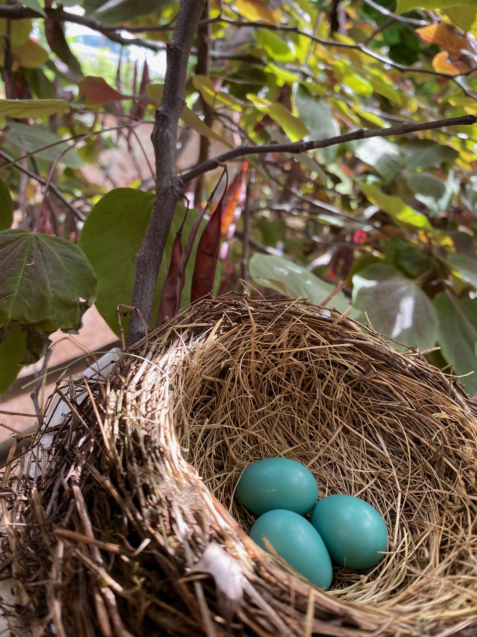 Three blue eggs nestled in a birds' nest in a tree in the outdoor play-yard.