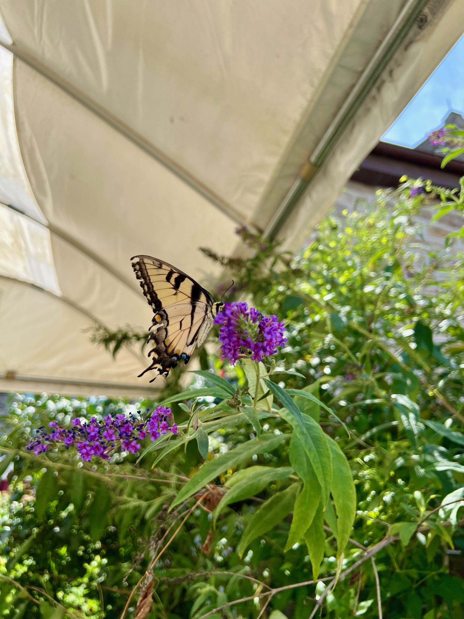 A pale yellow and black butterfly lands on a purple flower in the outdoor play-yard.